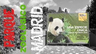 Zoo de Madrid Oso panda 2018