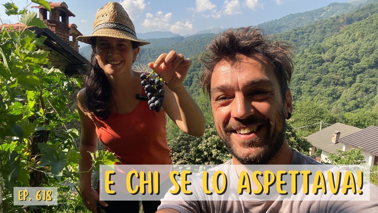 🍇 Uva e Prugne Selvatiche: Vita in Campagna!- Ep.618