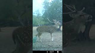 #axis Axis Buck barking on Trailcam! #trailcam #buck #scream #browning #deer #axisdeer #axisbuck