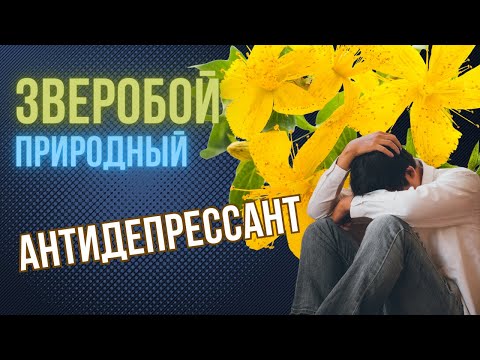 Зверобой - природный Антидепрессант