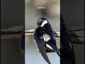 #Shorts white throated swallow #birds #birdspecies #wildlife #birdvideos #birdsbreeding #birdsafrica