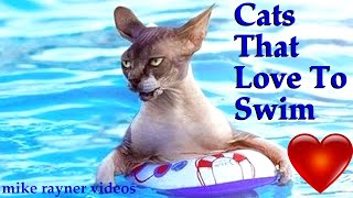 Can Cats Swim! Best 3 Funny Cats Love Swimming Like Dogs! Cat Diving in Water