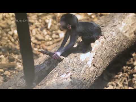 वीडियो: क्या मकाक बंदर है?