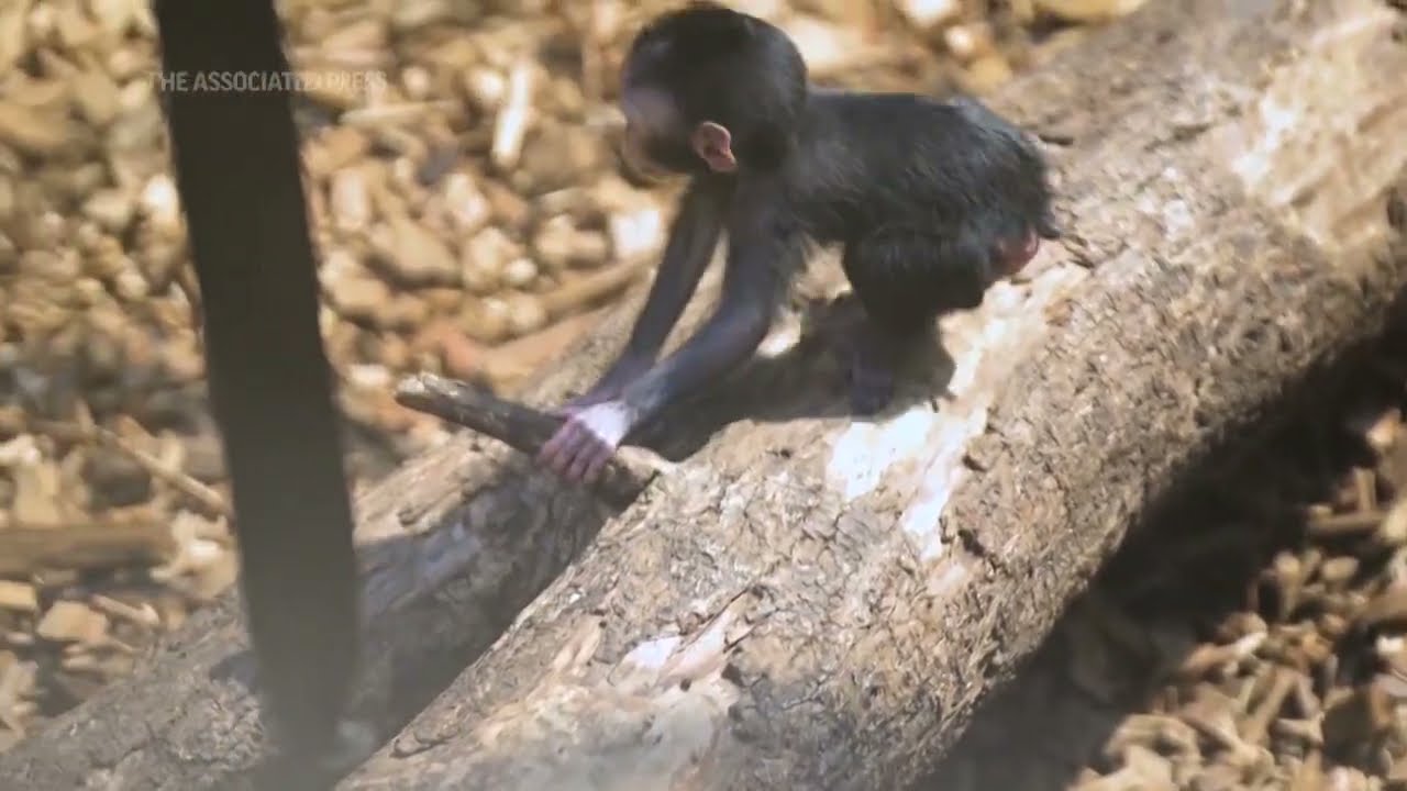 Zoo celebrates birth of rare macaque monkey 