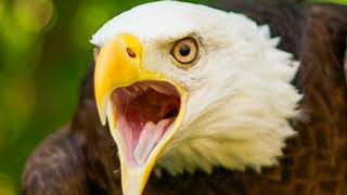 AMERICA RAHHHH 🦅🦅🦅🇺🇸🇺🇸🇺🇸🇺🇸 | random meme