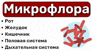 Микрофлора микробиология: микрофлора рта, микрофлора кишечника, микрофлора мочеполовой системы