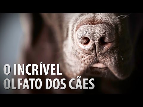 Vídeo: 20 cães que não têm idéia de como isso ficou assim