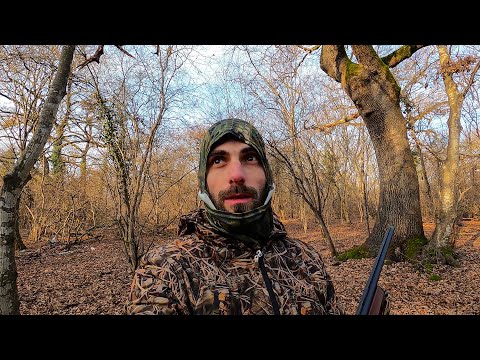 ნადირობა ალაზნის ჭალებში დილის და საღამოს გადაფრენა 2023.