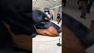 A Giant Sleeping Dachshund Statue In Seoul