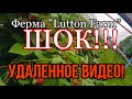 УДАЛЕННОЕ ВИДЕО! Правда о ферме Lutton Farm в Англии. Интервью с девушкой, которая сбежала с фермы!