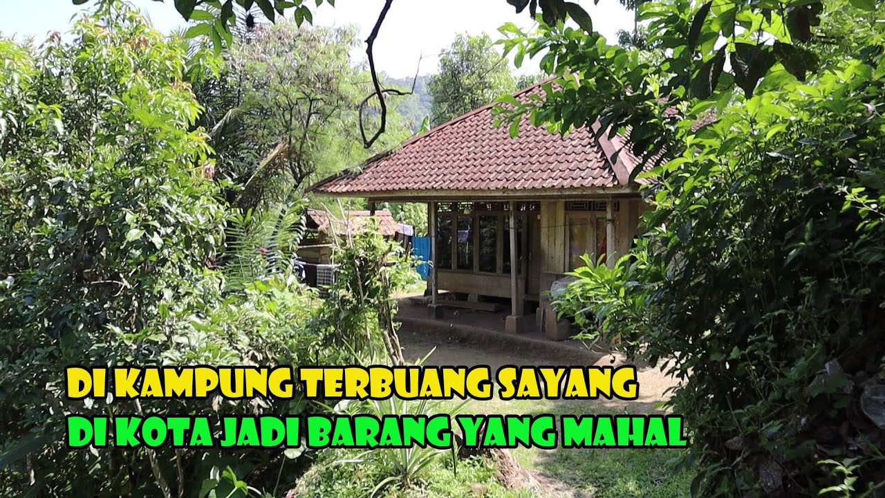 Di Kampung Ini Melimpah Tak Termakan. Di Kota Harganya Mahal.. Apaan Tuh...???