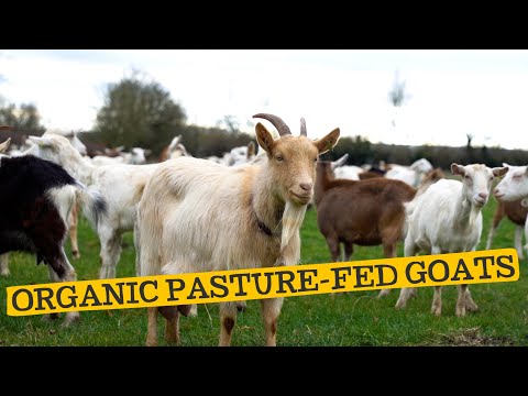 Organic, Pasture-fed Goats | Horton House Farm