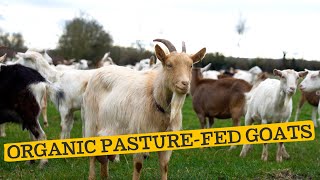 Organic, Pasturefed Goats | Horton House Farm