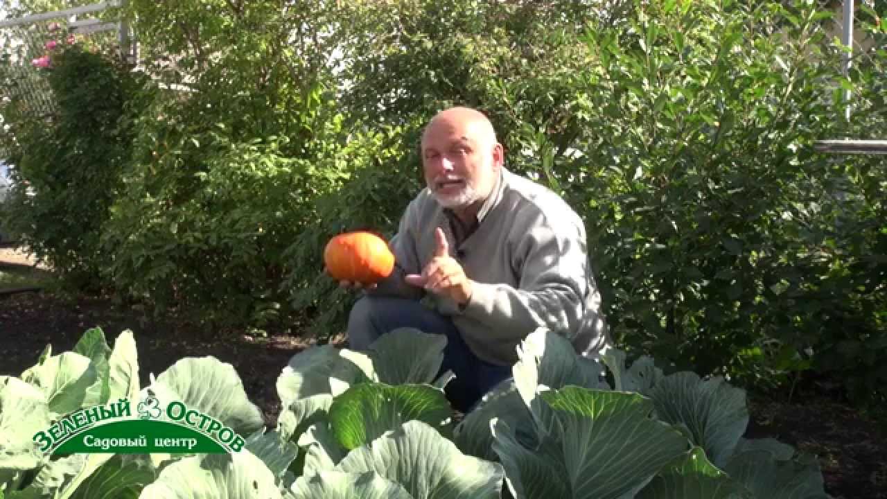 Уборка тыквы и капусты