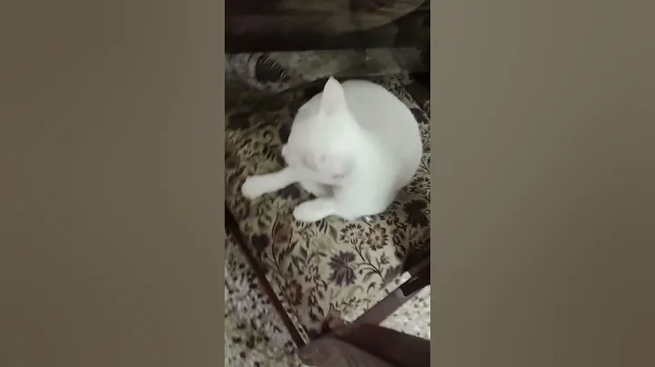 Video 11757531: cute catlover pets cats, cats pets catlover funny