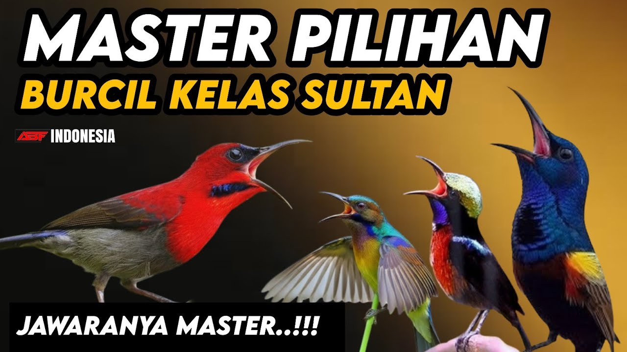 Lawan Auto Tepar ! MASTERAN BURCIL ROLL TEMBAK FULL SPEED‼️