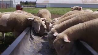 Sheep Care: Selection and Basic Nutrition