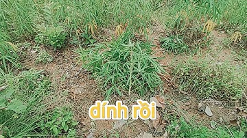 Bẫy chim cút rừng. Bữa nay thấp bại rồi