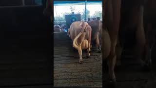 Mejores razas de vacas
