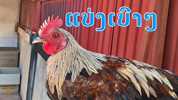 Qaib dib seb xav tso tawm