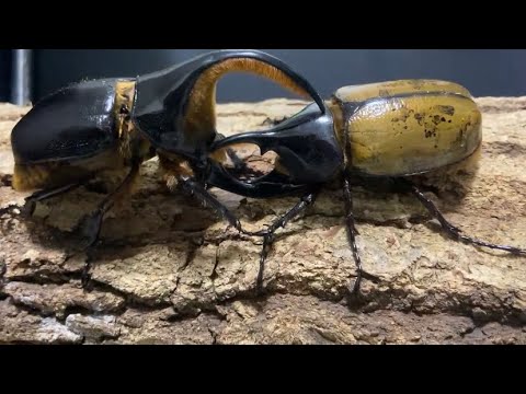マタレオンヘラクレス3亜種 レア種!ケンタウルスオオカブト 幼虫(3頭セット/3令♂♀ペア1500