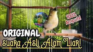 suara sirtu asli alam(original) untuk pancingan sirtu muda hutan agar cepat gacor!!