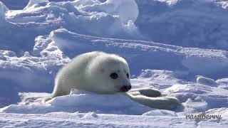 あざらしの赤ちゃん12【来た来た】☆harp seal baby