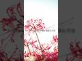 いつもさよならが 添い寝をしてる。 #オリジナル曲 #恋愛 #リリィさよなら。