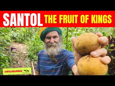 😋Yummy! (The Succulent #Santol Fruit)! 🇯🇲