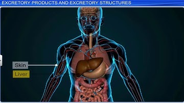 CBSE Class 11 Biology || Excretory Products and Their Elimination || Full Chapter || By Shiksha
