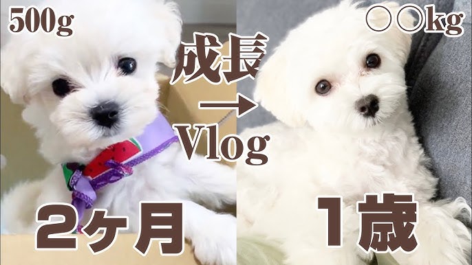 マルプー 愛犬が何かを必死に喋りかけてくるので要望に応えてみた 喋る犬 マルチーズ トイプードル Youtube マルプー 愛犬が何かを必死に喋りかけてくるので要望に応えてみた 喋る犬 マルチーズ トイプードル Youtube