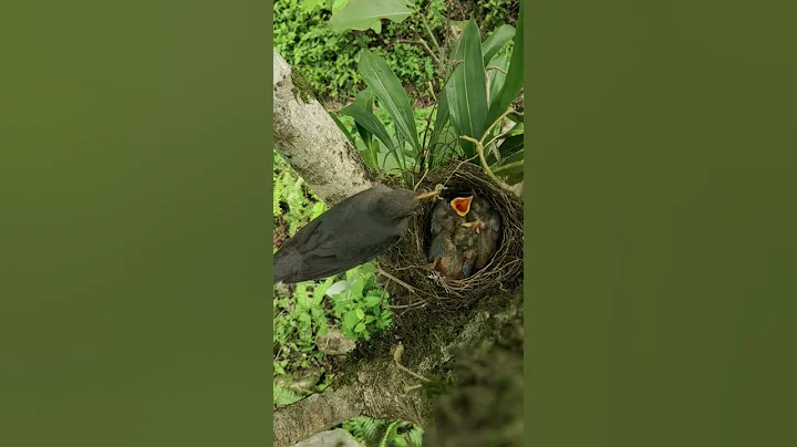 Tropical Birds In 4k - Beautiful Bird Sounds Of Rainforest | Jungle Sounds | Scenic Relaxation Film