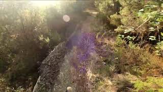 MTB Deiva Marina