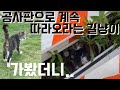 길냥이 따라간 공사판에서 구조한 새끼길냥이|자꾸 따라오라그래서 가봤더니 새끼낳았대요|새끼길냥이 감동스토리