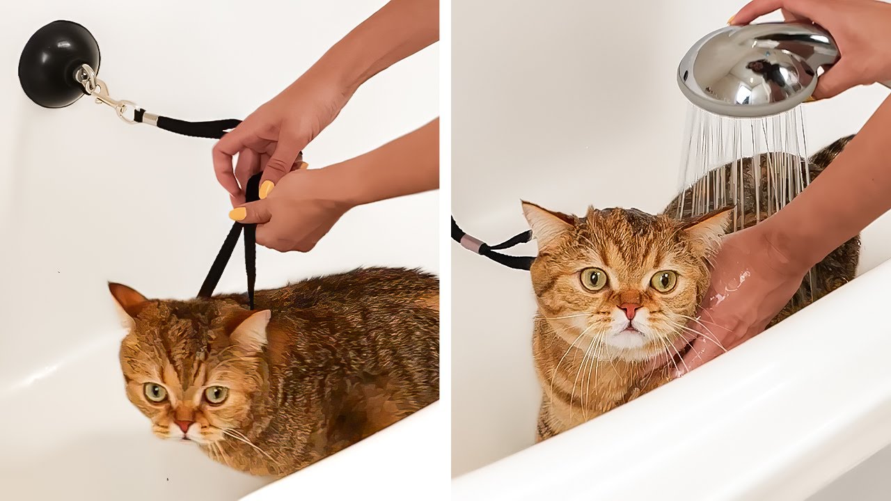 I TRIED TO WASH MY CAT | Cool Gadgets And Funny Animals