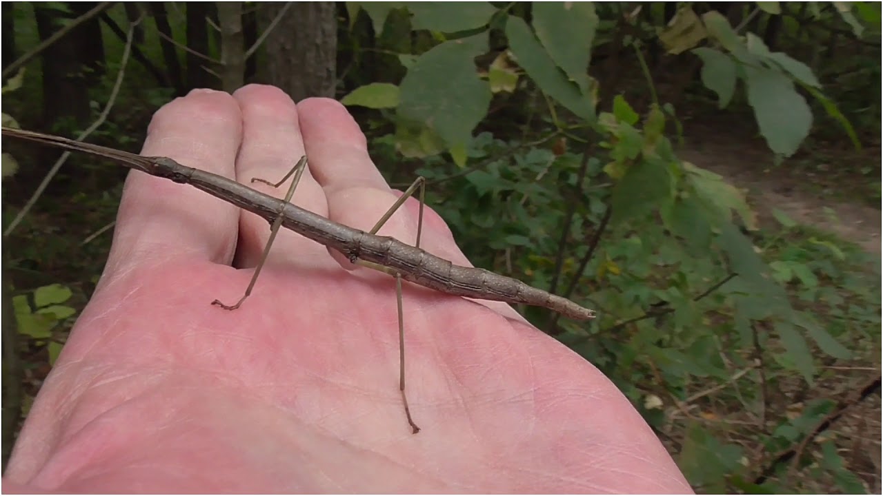 Walking Stick (Stick Bug) 101319 - YouTube