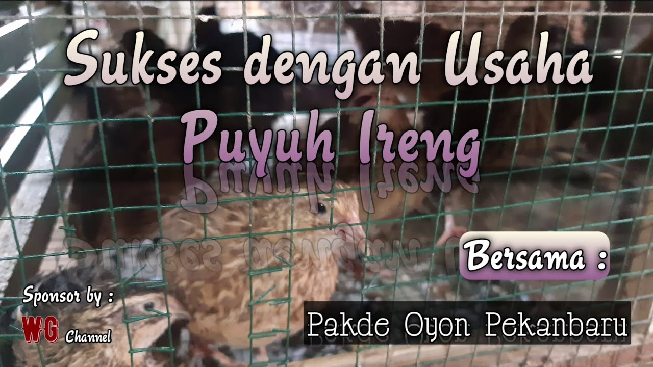 SUKSES TERNAK BURUNG PUYUH 
