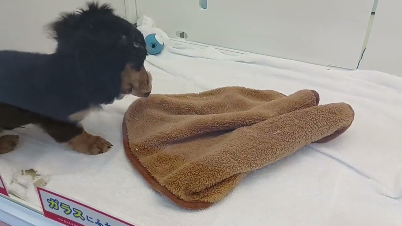 ミニチュアダックスフンド - YouTube