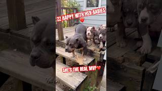 MOTHER HAPPY WITH HER BABIES❤️ #funny #americanbully #puppies #viral #pup #doglove #pups #pups #dog
