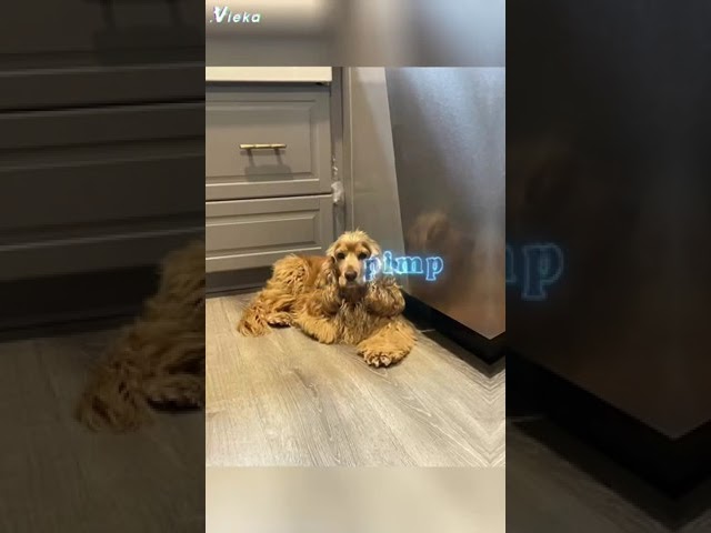 Entzückender Malteser Cocker Spaniel Mischling: Welpe oder Erwachsener? 3 sddefault