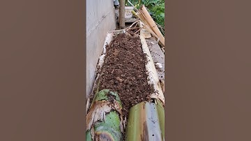 tận dụng cây chuối để gieo mầm cải mùa hè #garden