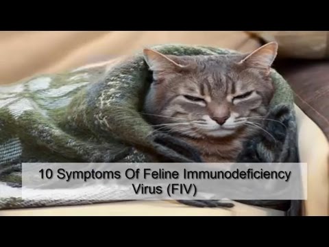 Wideo: Badania FIV U Kotów Mogą Doprowadzić Do Przełomu W Leczeniu HIV