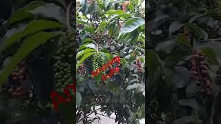 @asmr #amazing Bugnay fruits #black berry #shorts #viral #youtubeshorts #trending #love #farming