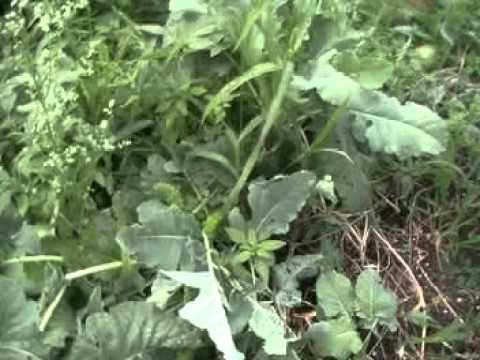 black mirror season 5 Kohlrabi Update