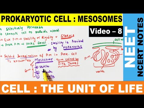 What is Bacterial Mesosomes?Structure,Types,Functions in Hindi | Class 11 | NCERT Notes hindi | NEET