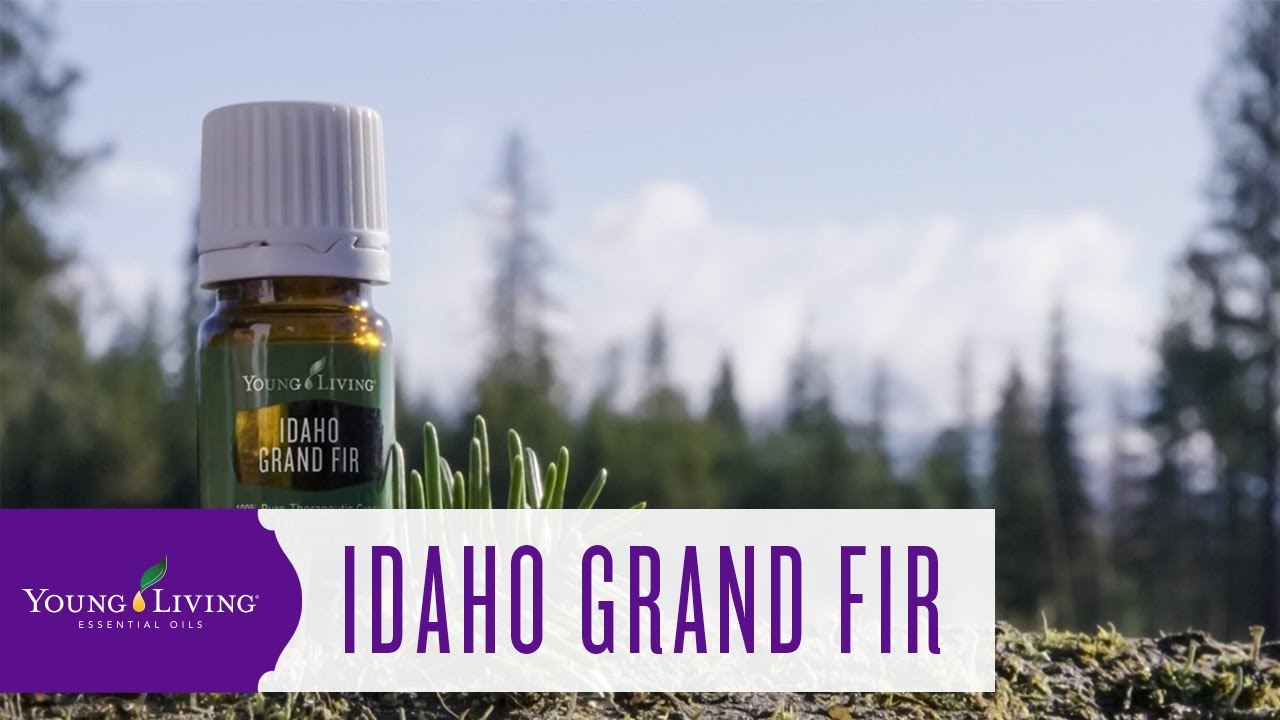 Idaho grand fir