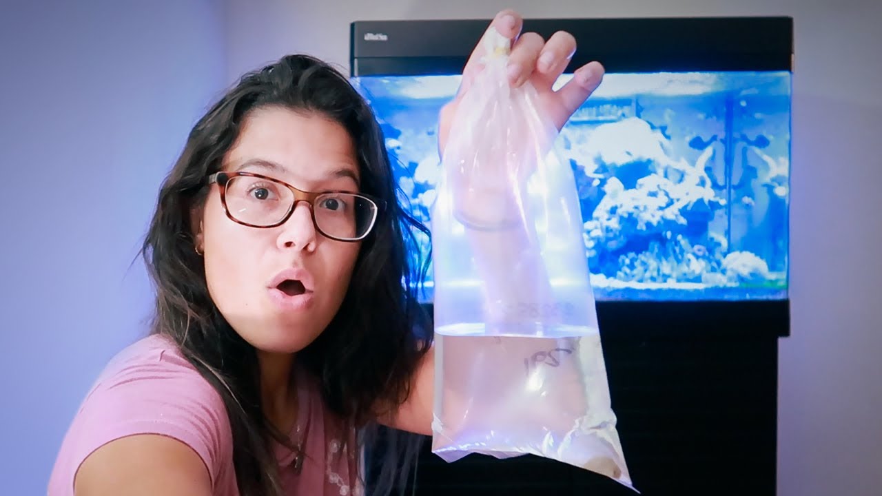 Keep Your REEF TANK Sand Bed CLEAN! YouTube