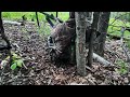 Middle of video