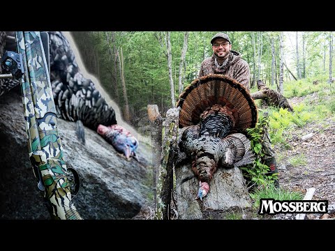 28 Gauge Turkey Hunt | Maine Longbeard!