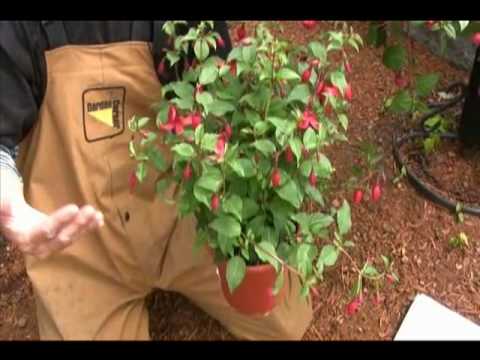 Video: Bud Drop On Fuchsia Plant - Ce să faci pentru mugurii care lasă fuchsia